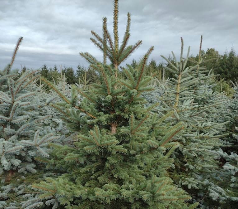 Świerki srebrne na plantacji