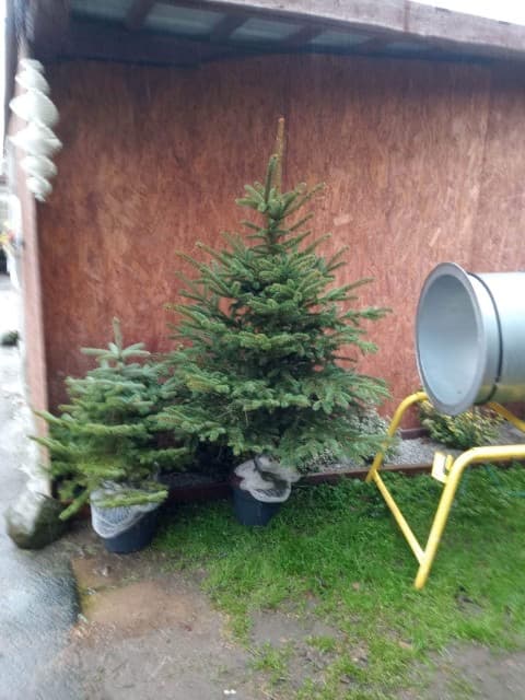 Choinka w donicy w punkcie sprzedaży